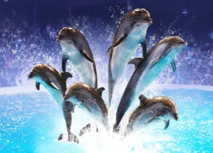 Dubai Dolphinarium Tickets - Dolphin, Seal & Bird Show - Image 2
