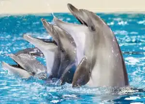 Dubai Dolphinarium Tickets - Dolphin, Seal & Bird Show - Image 3
