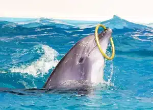 Dubai Dolphinarium Tickets - Dolphin, Seal & Bird Show - Image 5