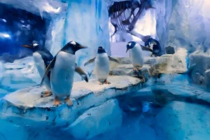 Dubai Aquarium & Underwater Zoo Tickets: Dive into an Unforgettable Adventure - Image 4