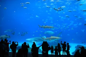 Dubai Aquarium & Underwater Zoo Tickets: Dive into an Unforgettable Adventure - Image 5