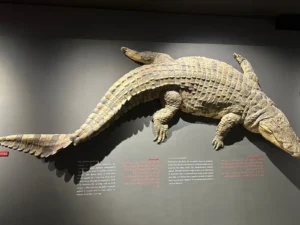 Dubai Crocodile Park - Experience The Thrill of the Wild - Image 5