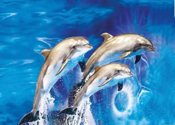 Dubai Dolphinarium dolphin aquarium dubai tickets