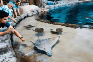 SeaWorld Abu Dhabi - Exclusive Ticket Deals! - Image 5