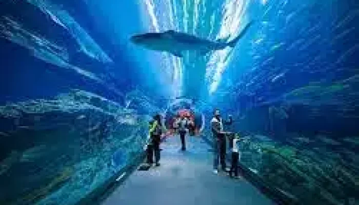 Dubai Aquarium People Enjoing Under Water
