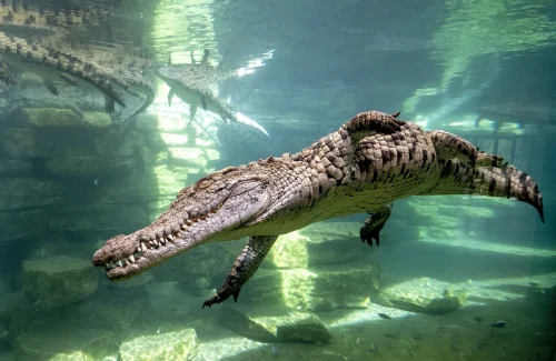 Dubai Crocodile Park AQUARIUM