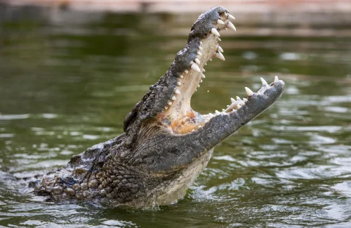 Dubai Crocodile Park CROCODILE