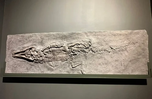 Dubai Crocodile Park Crocodile Fossil