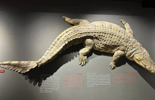 Dubai Crocodile Park Crocodile Photo