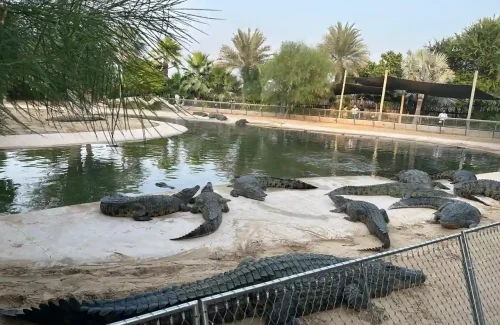 Dubai Crocodile Park Crocodiles In Water