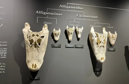 Dubai Crocodile Park Head Skull