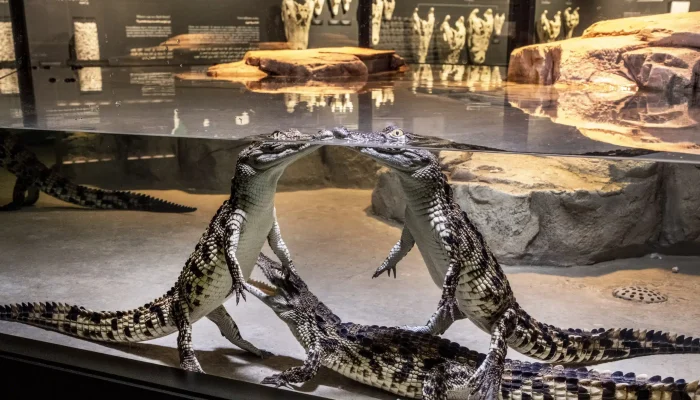 Dubai Crocodile Park MUSEUM Baby
