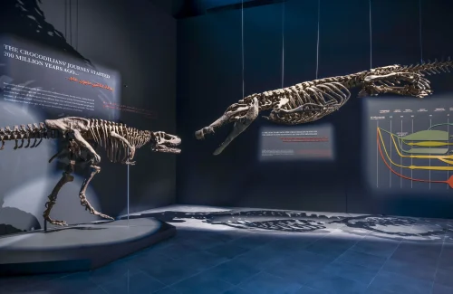 Dubai Crocodile Park MUSEUM