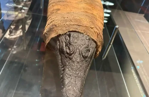 Dubai Crocodile Park Mummy Crocodile