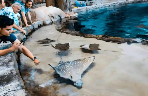 Sea World Abu Dhabi Fish