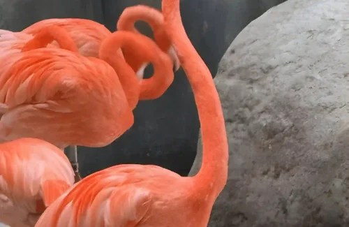 Sea World Abu Dhabi Flamingo