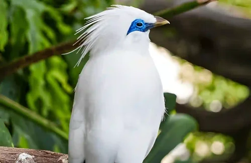 The Green Planet Dubai Bali Myna
