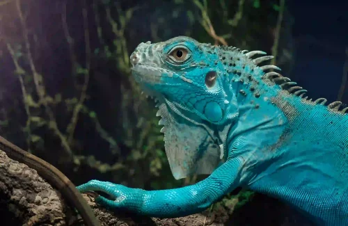 The Green Planet Dubai Blue Iguana