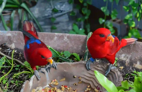 The Green Planet Dubai Red Lory