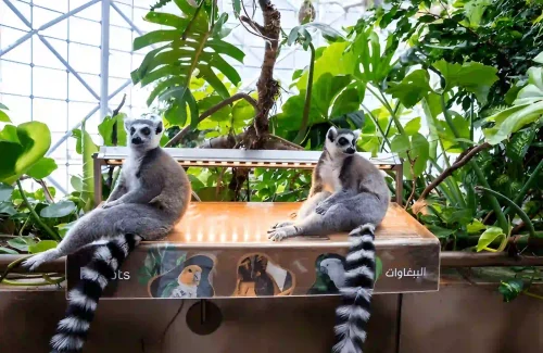 The Green Planet Dubai Ringtail Lamurs