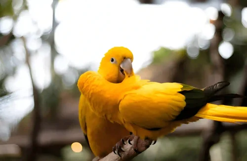 The Green Planet Dubai Sun Conure