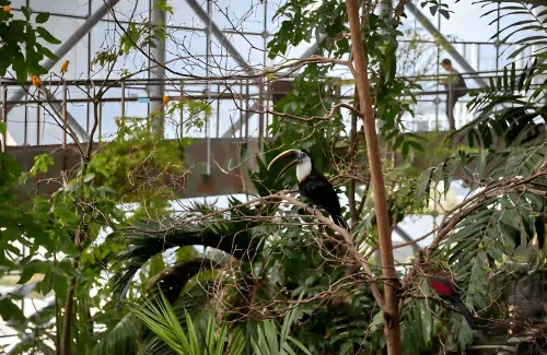 The Green Planet Dubai White Throated Toucan Bird